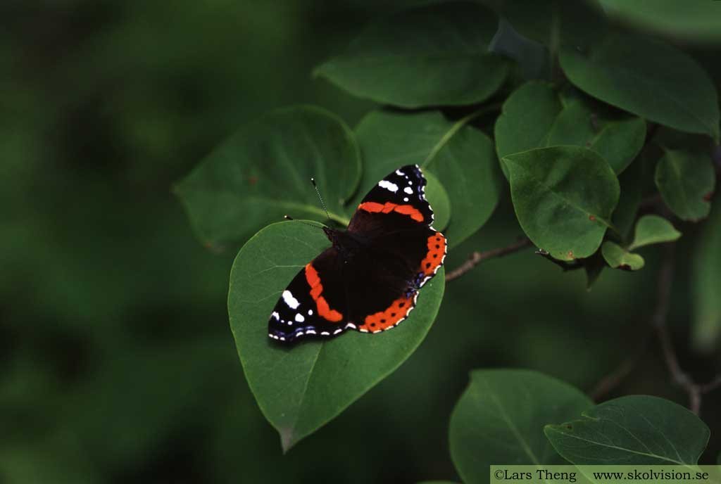 Amiral, Vanessa atalanta